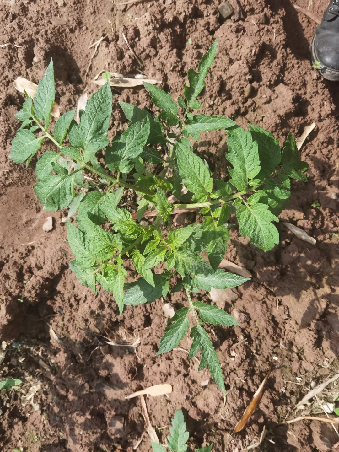 大家来猜猜这些分别是什么农作物