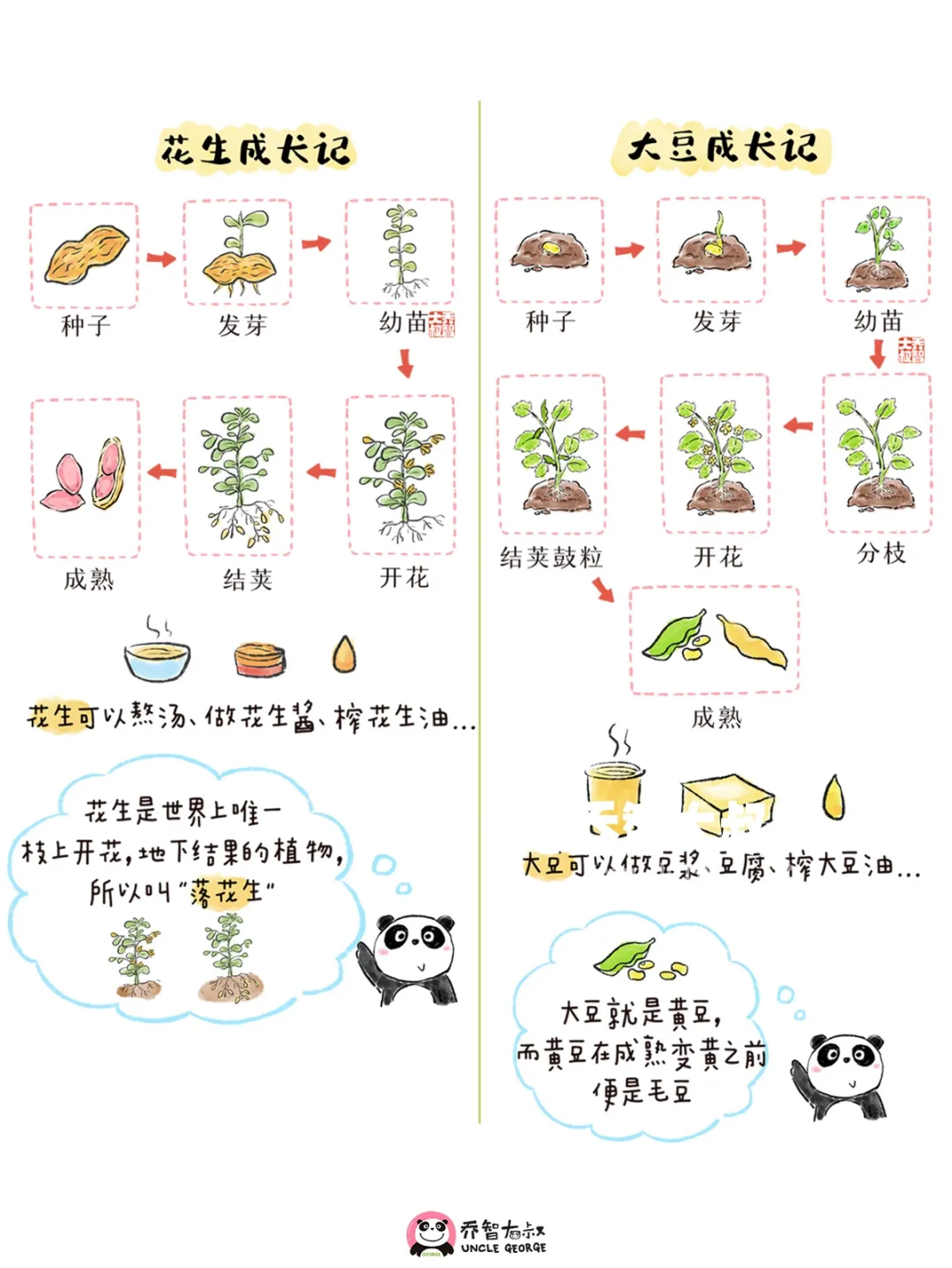 一组秋天丰收粮食的生长过程图，孩子超喜欢