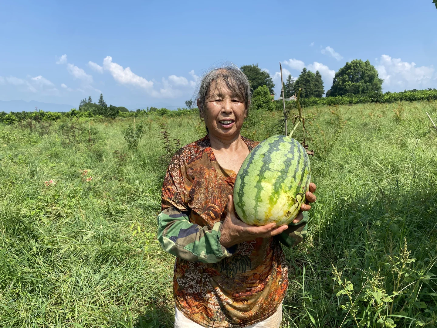 力源助农增收,西瓜甜满人间!买一个西瓜