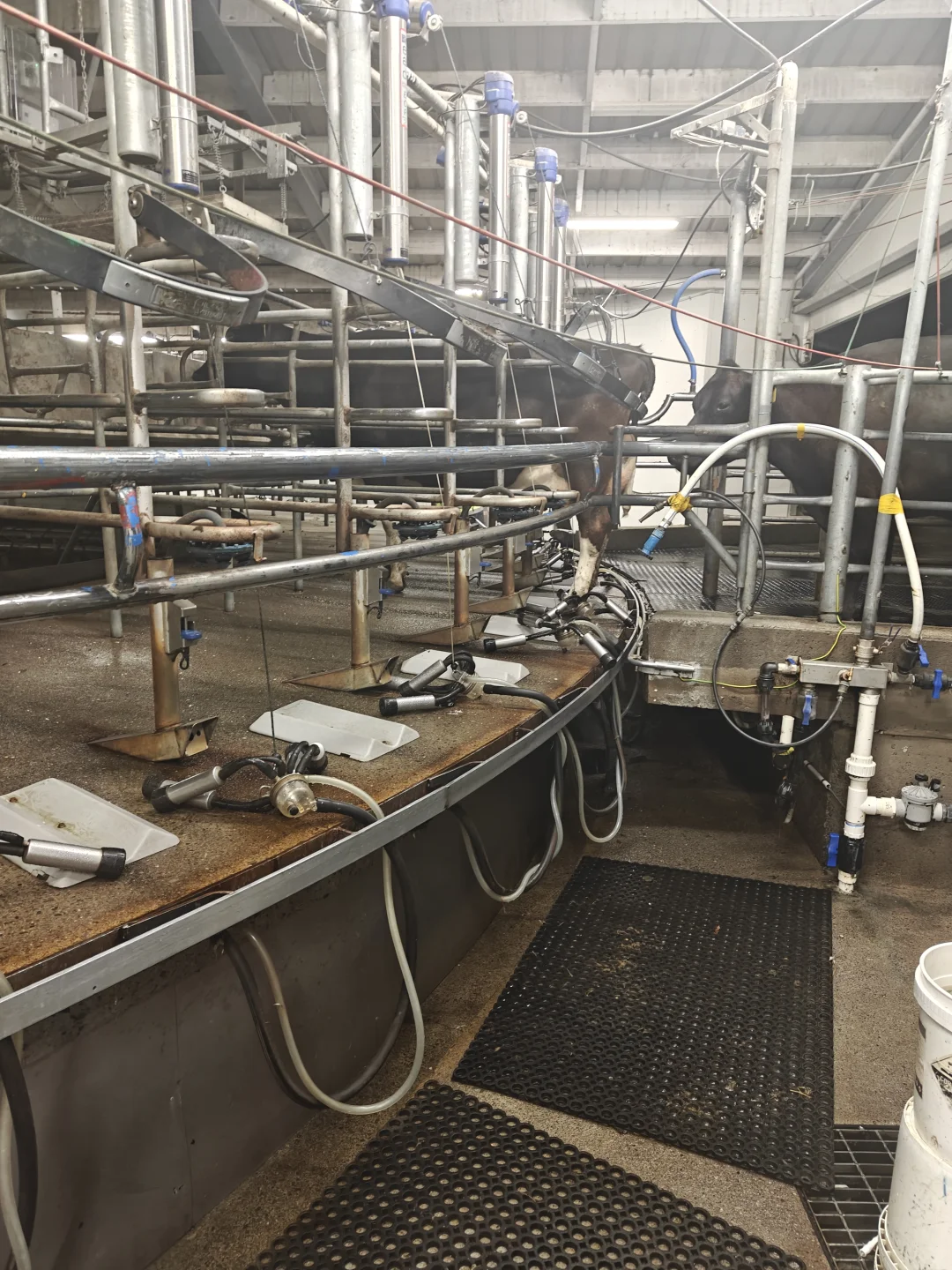 whv在新西兰放牛时薪27刀,一周50小时