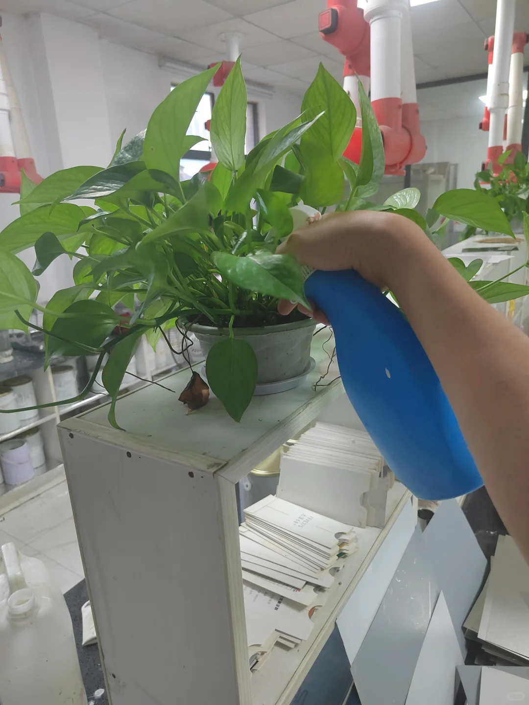 油漆厂日记22day