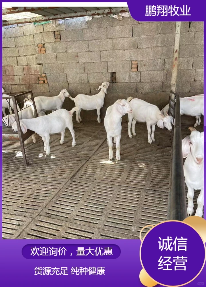 鹏翔牧业黑山羊