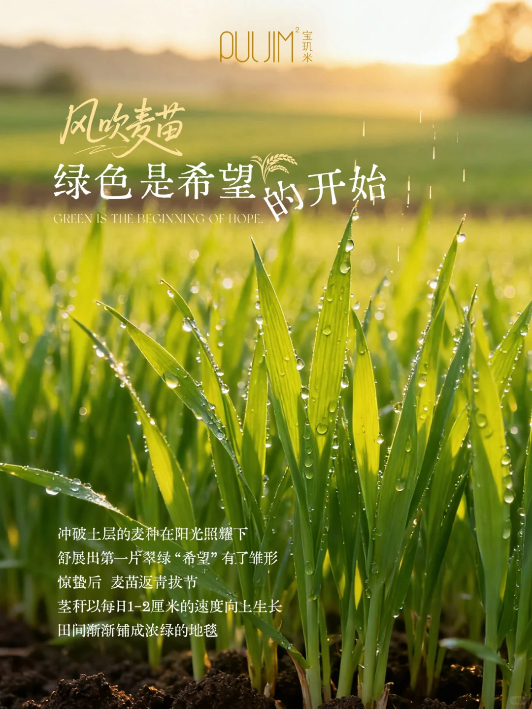 麦子的无限可能