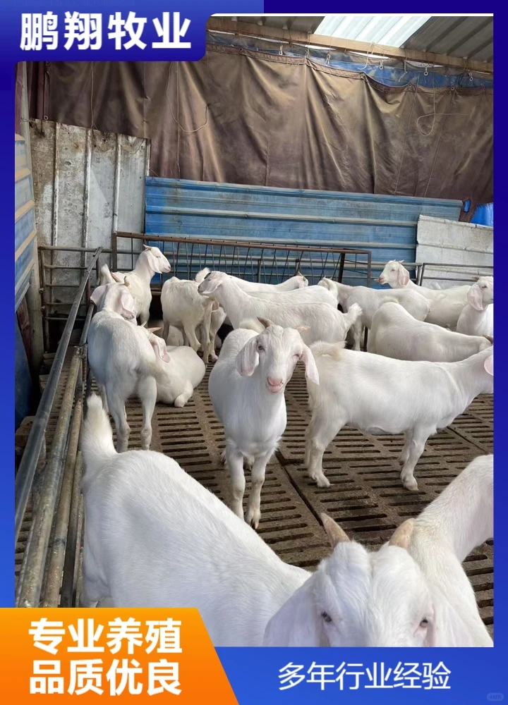 鹏翔牧业宠物羊