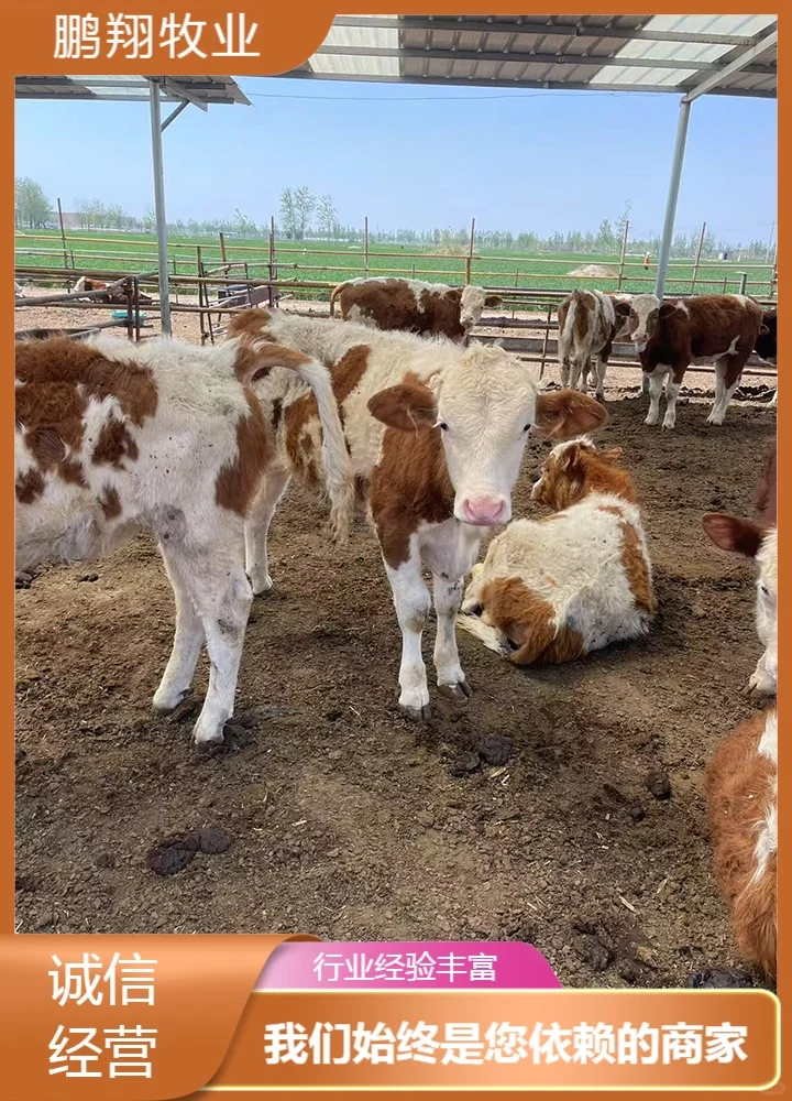 鹏翔牧业利木赞红牛