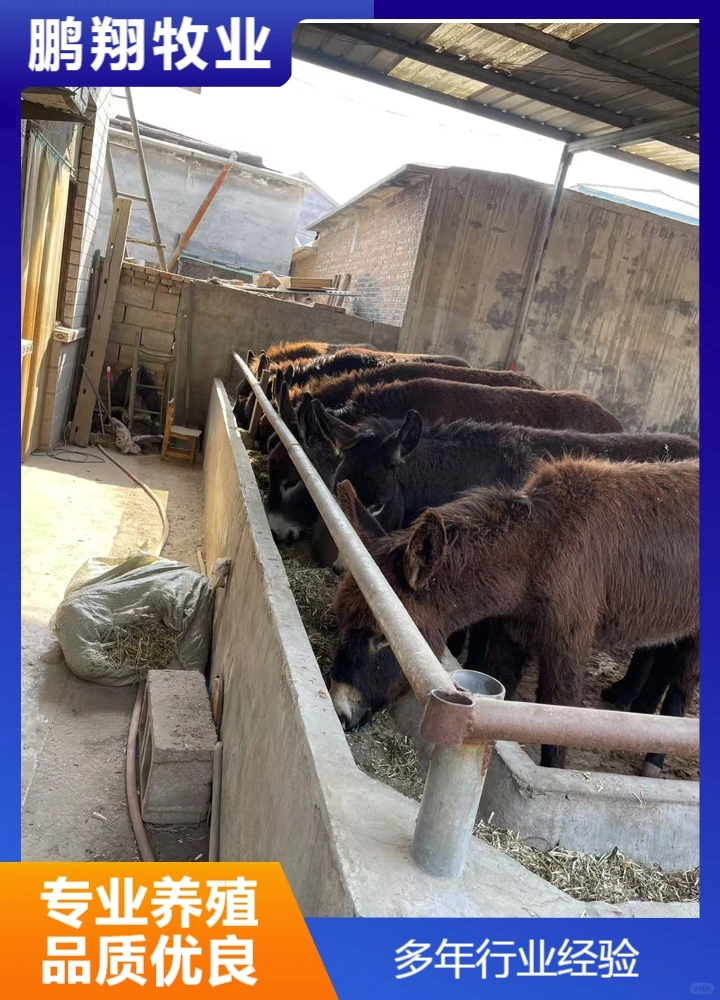 鹏翔牧业驴