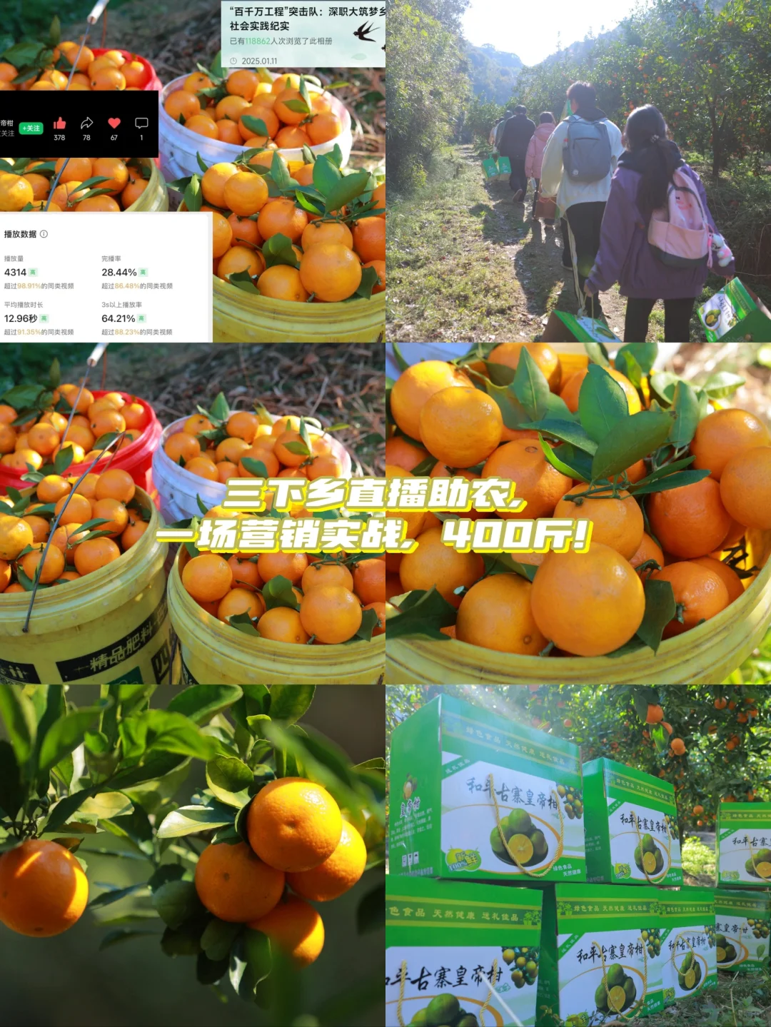 ? 直播助农,1小时卖出400斤皇帝柑!