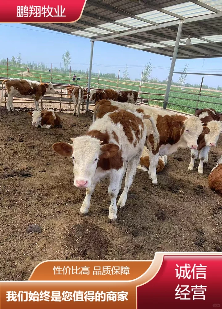 鹏翔牧业母牛