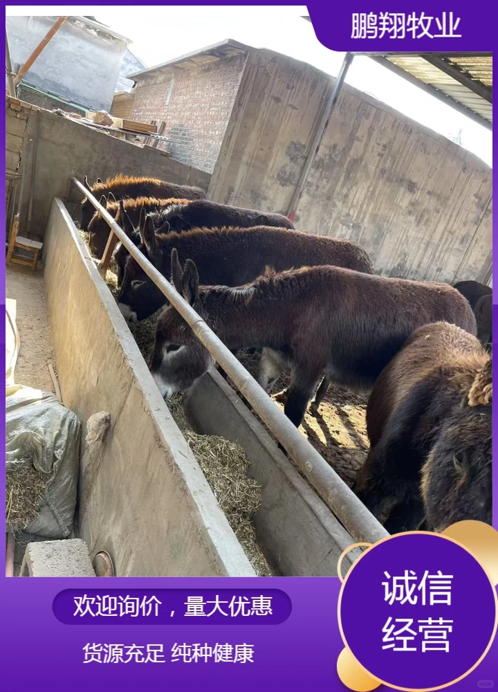 鹏翔牧业德州驴