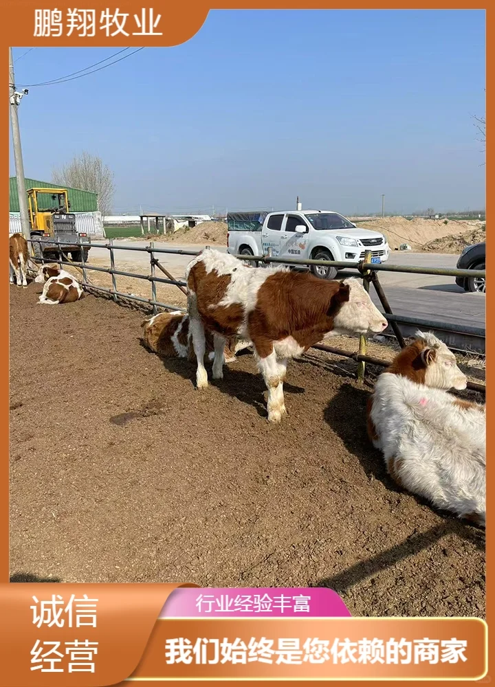 鹏翔牧业利木赞红牛