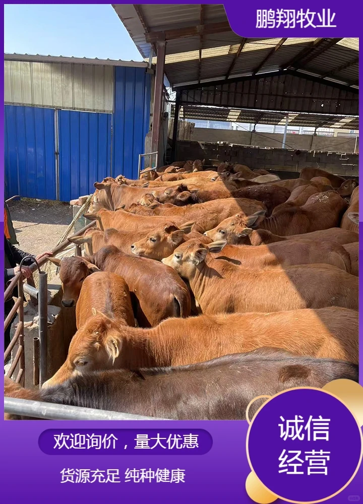 鹏翔牧业小牛