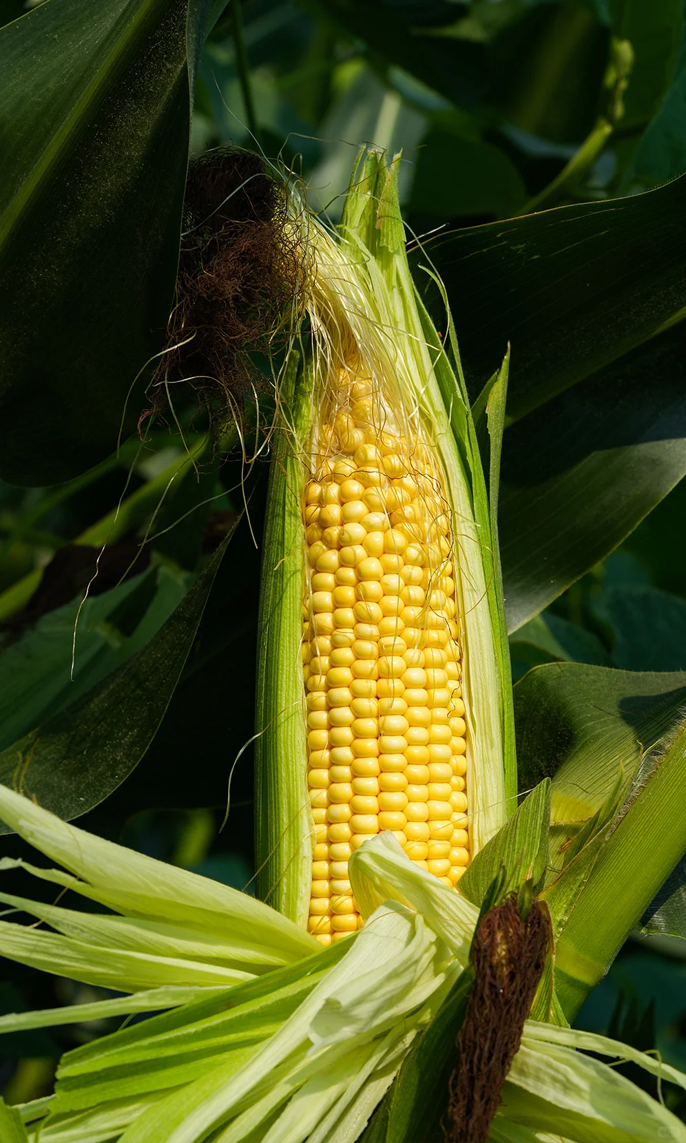 治愈能量站✨一些有生命力的玉米