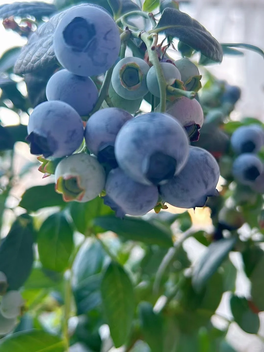 果实的丰收总是让人那么喜悦