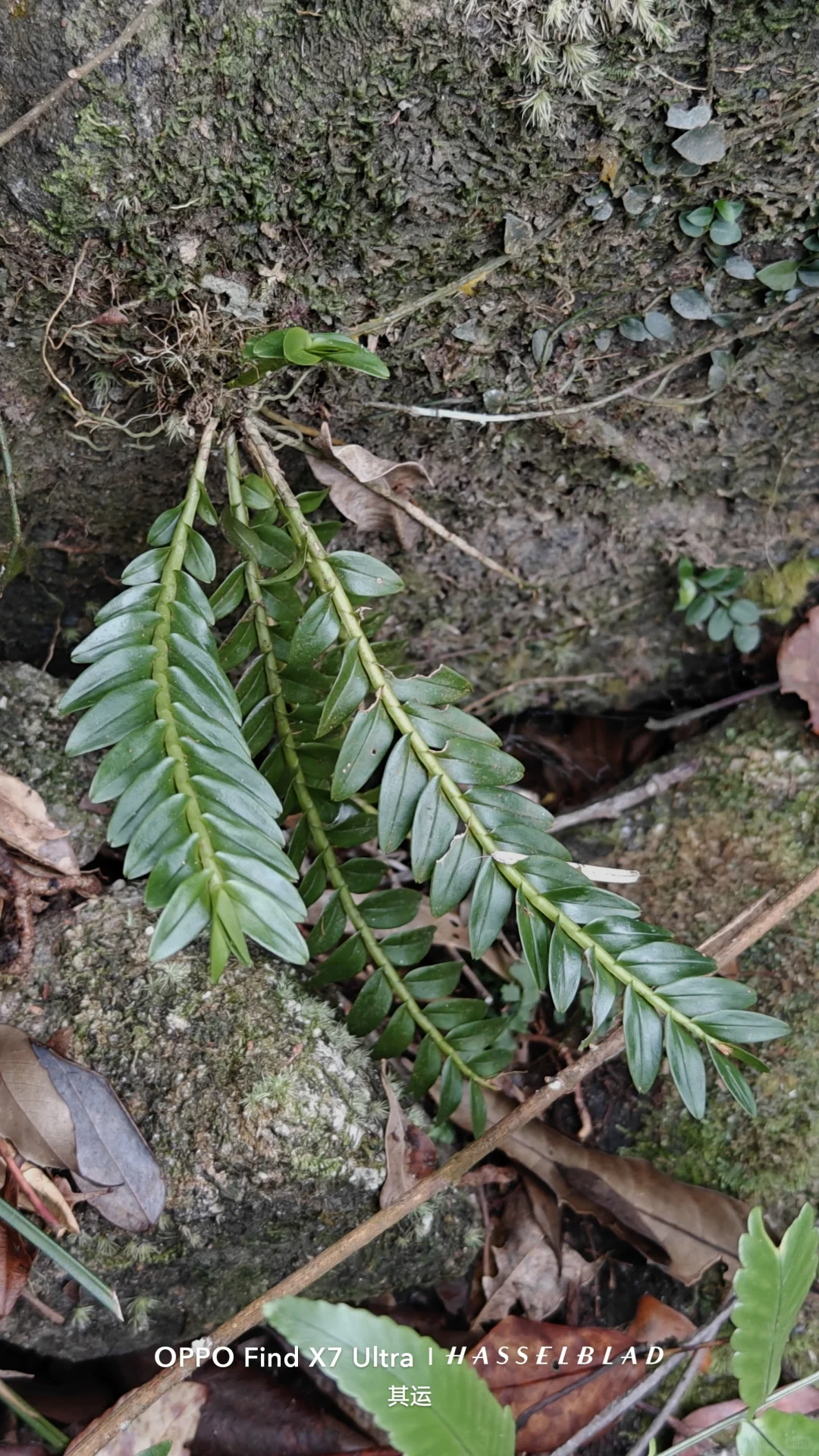 广东原生龟鳖调查(Day 13)