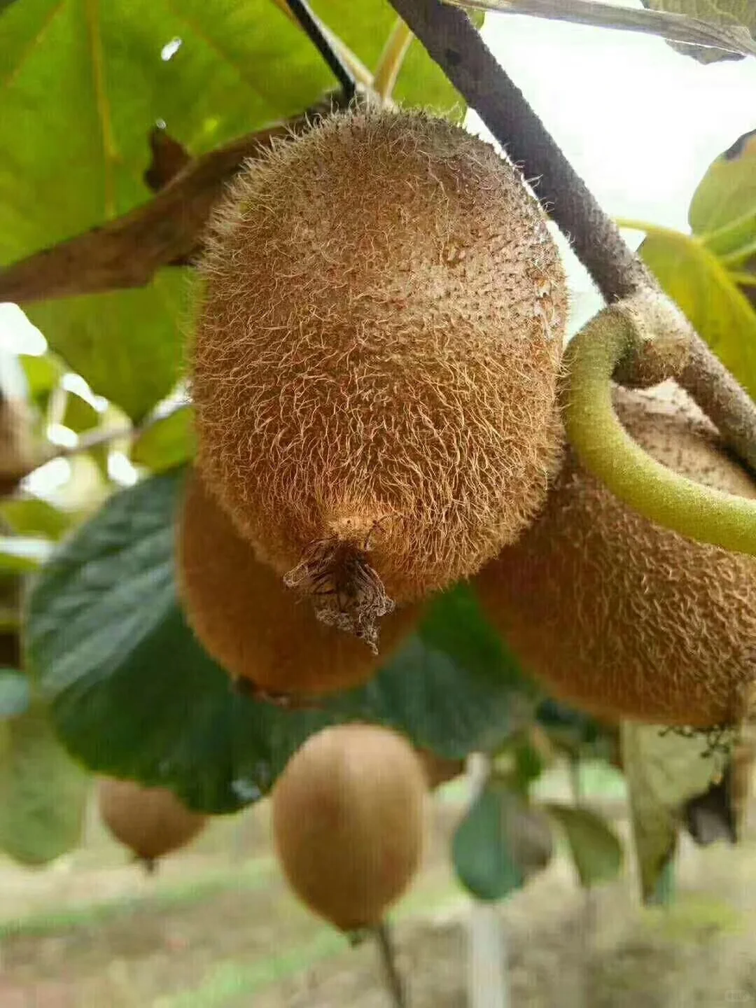 我的猕猴桃树～～～～