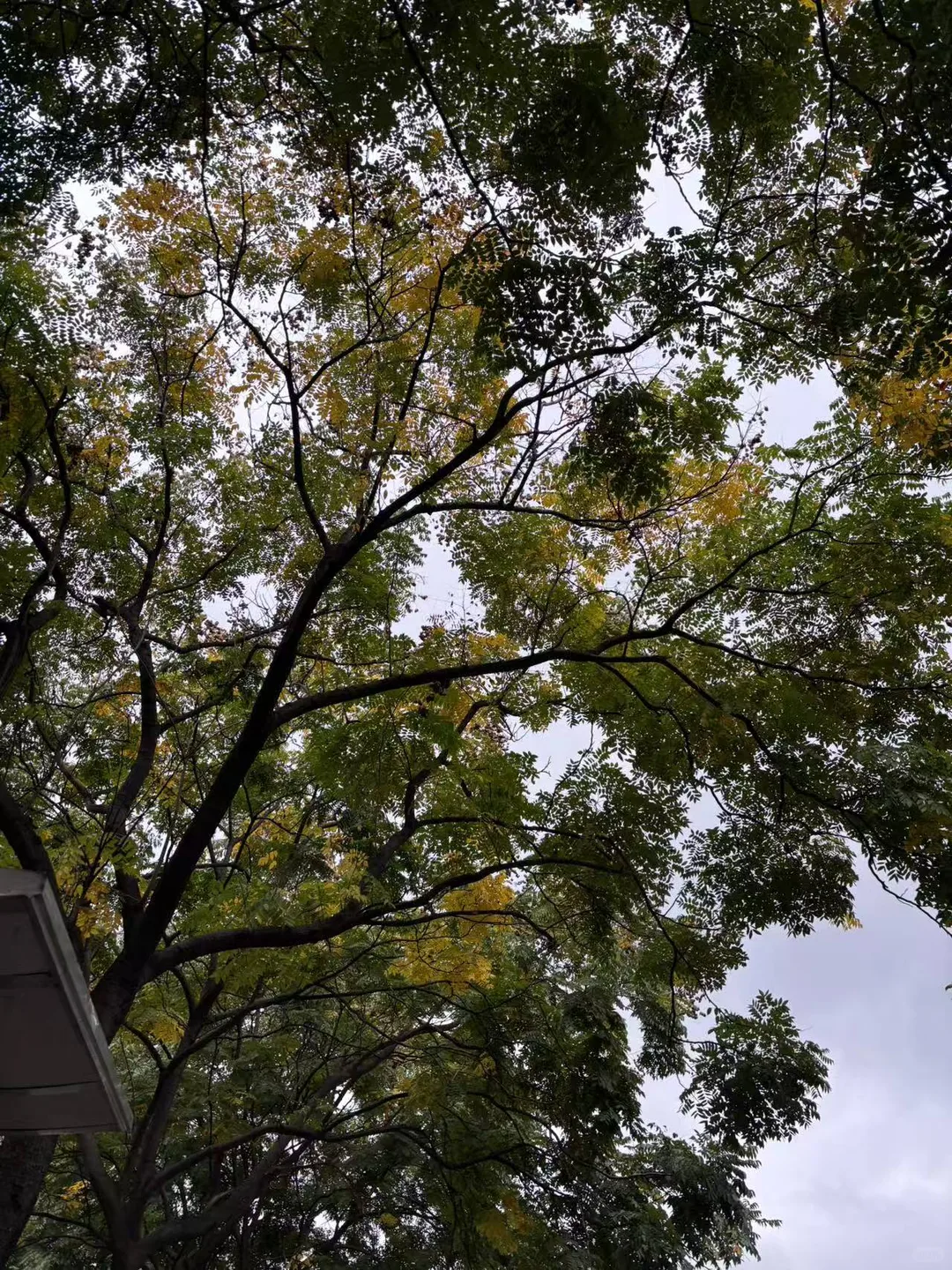 今天的树好美啊?