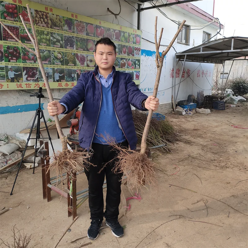 蓝莓苗,高端蓝莓种植的高效投资选择