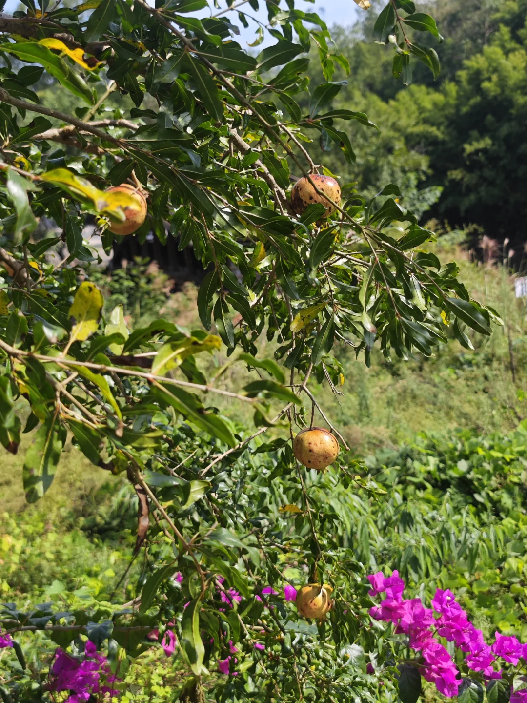各色水果成熟啦
