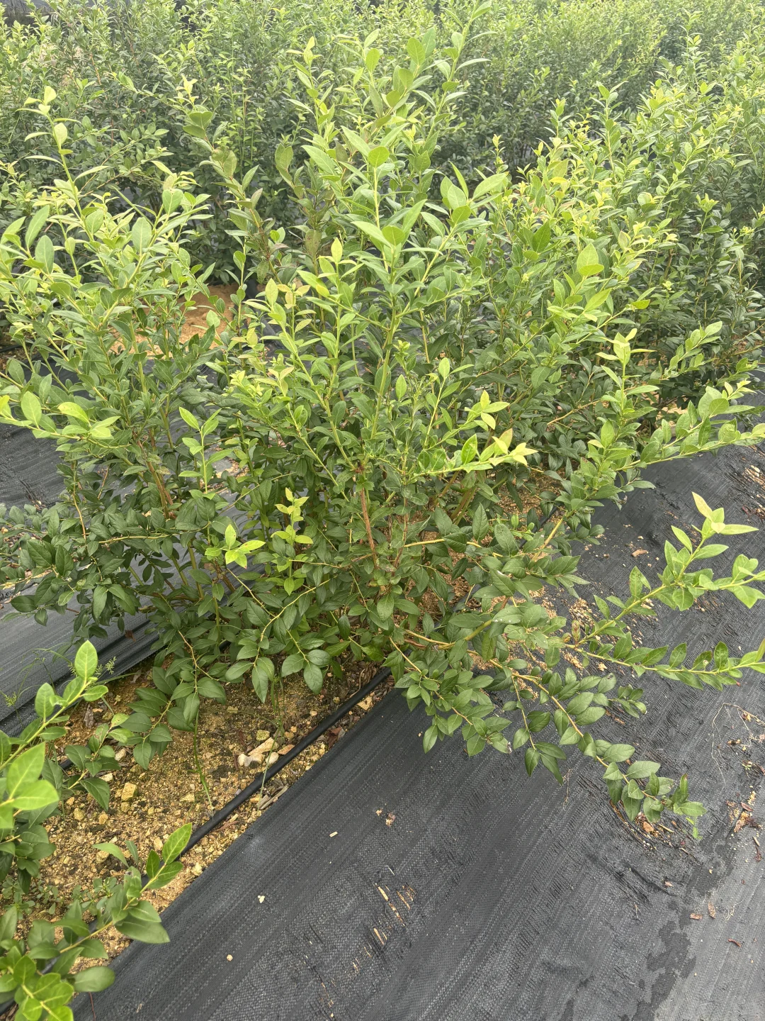 秋天降温后树长的贼快