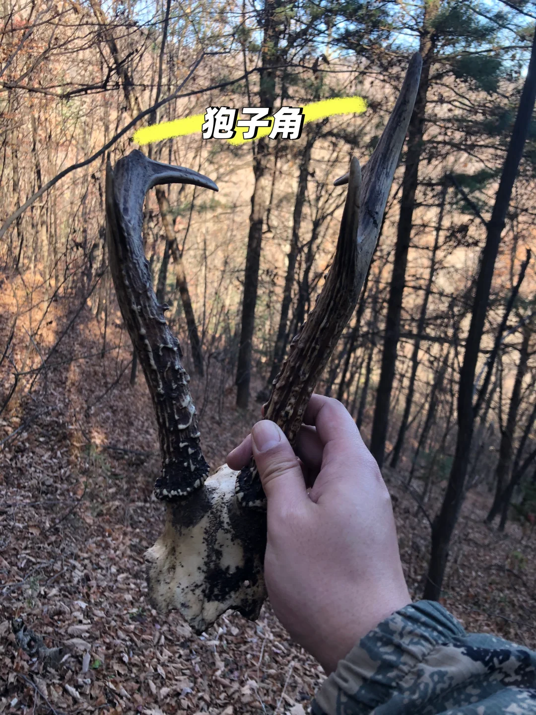 你不知道的长白山林业人