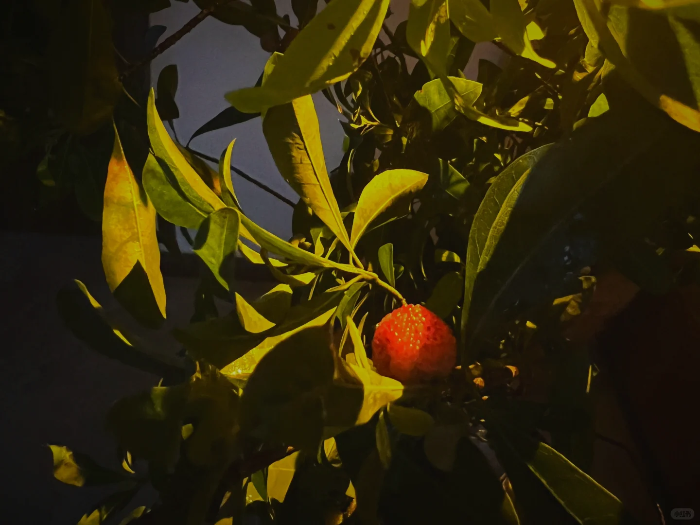 室内种一季果树