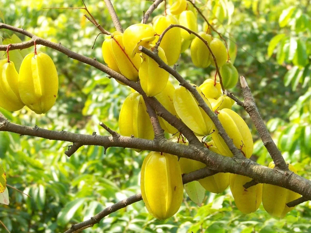 玉林五彩田园果蔬,摘不完,根本摘不完。