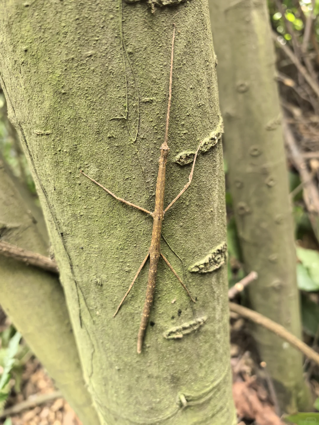 林业调查除了累，其他都挺好