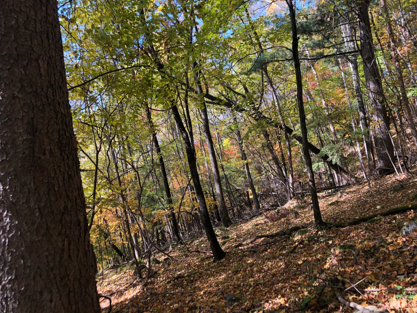 你不知道的长白山林业人