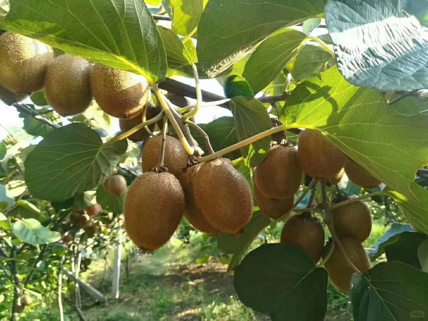 我的猕猴桃树～～～～