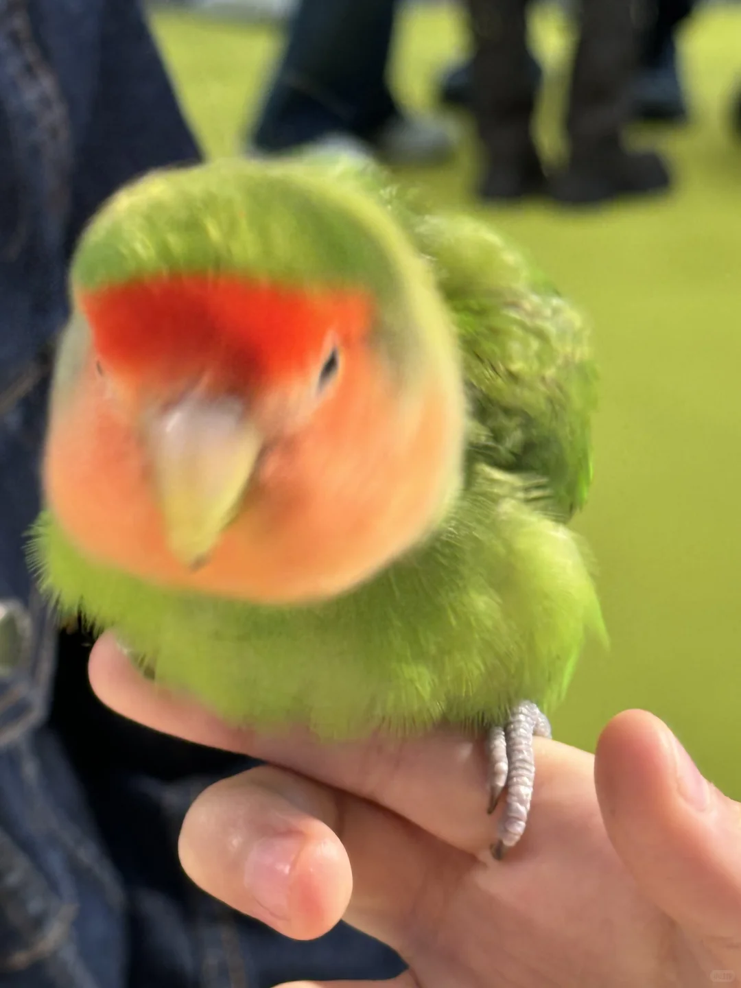 南京宠物博览会｜感谢各位鸟宝们光顾?