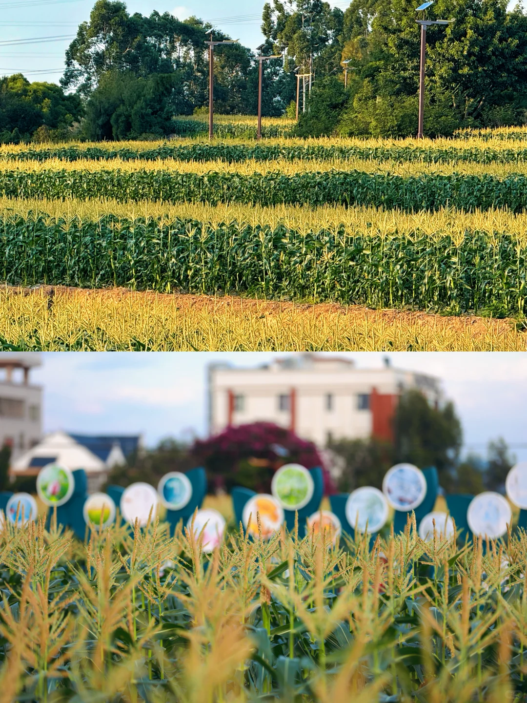 厦门周边游｜翔安这片宝藏玉米地好玩又出片～