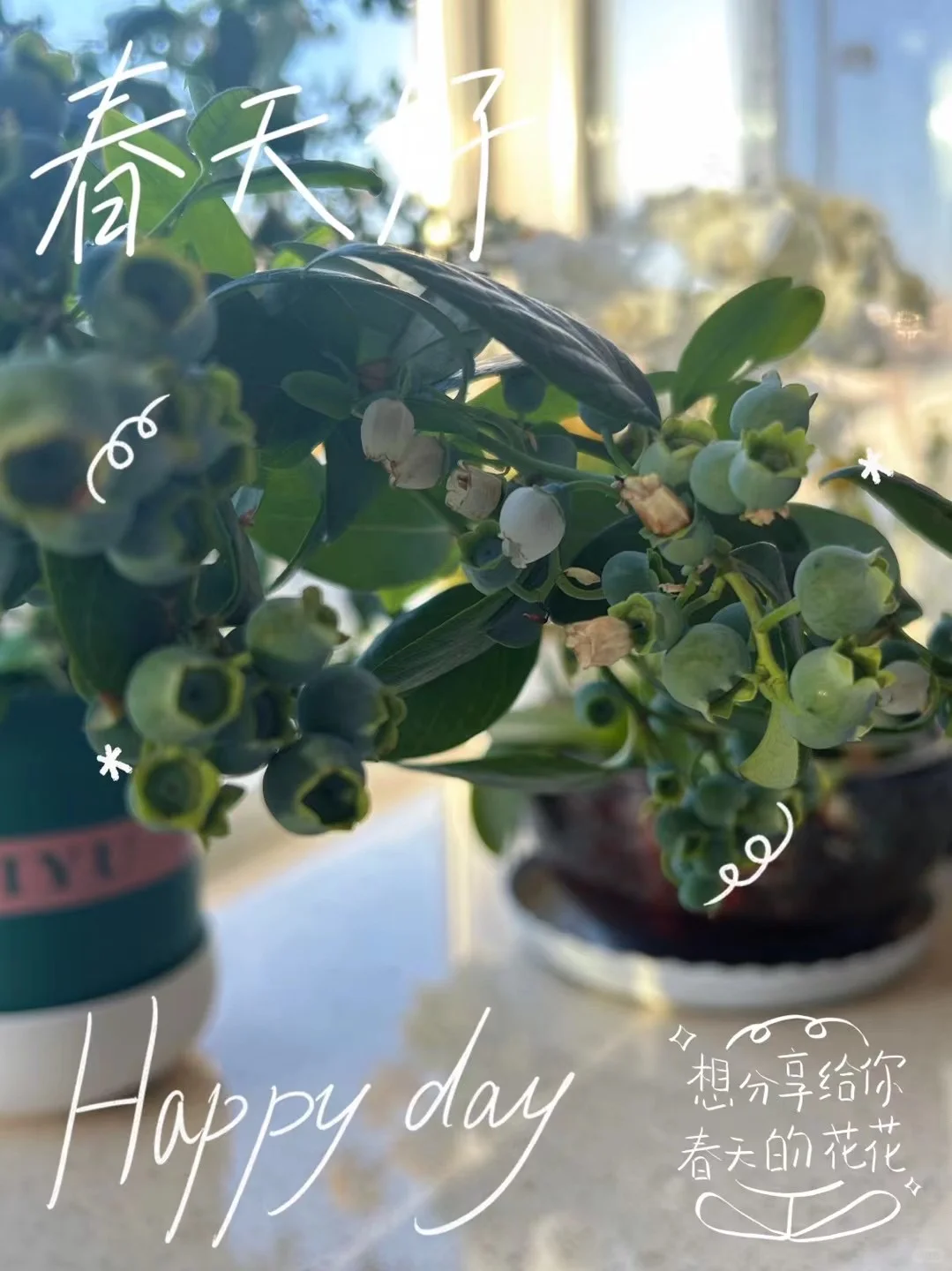 果实的丰收总是让人那么喜悦