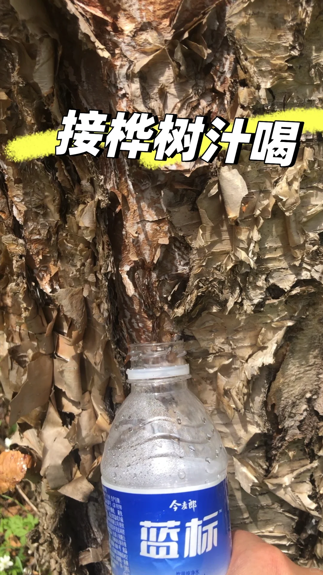 你不知道的长白山林业人