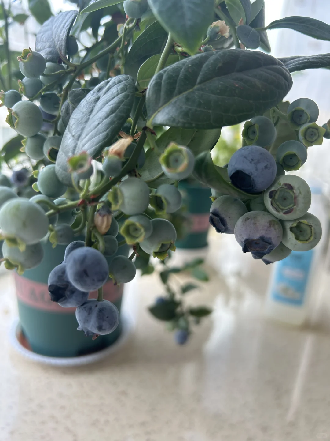 果实的丰收总是让人那么喜悦