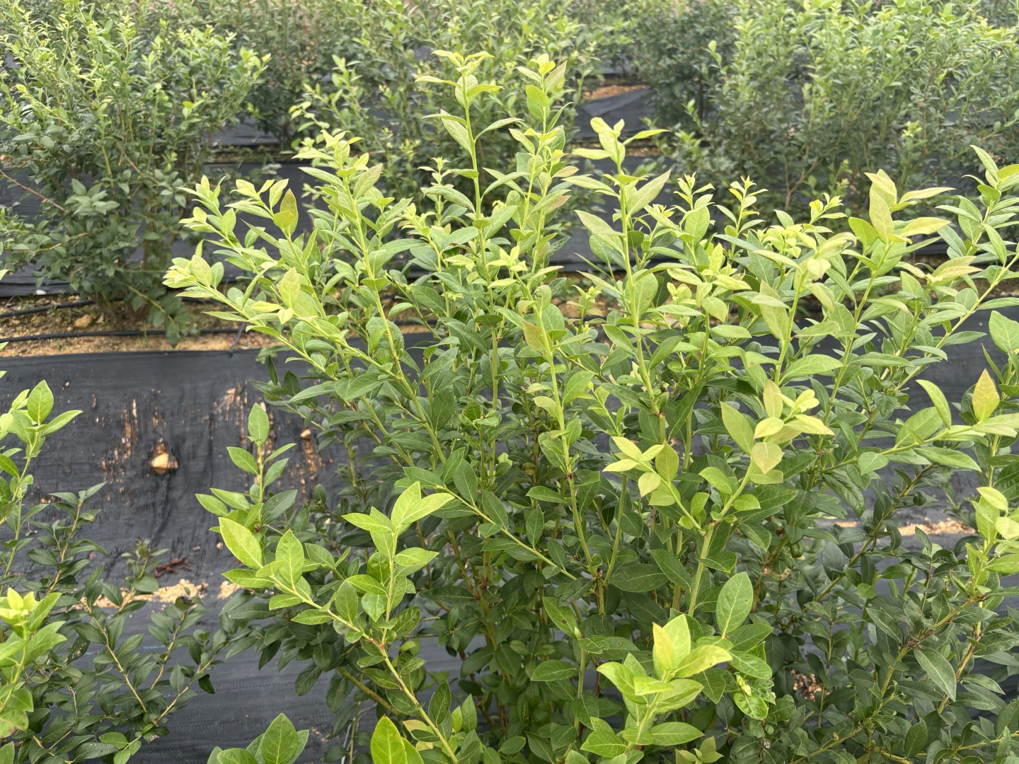 秋天降温后树长的贼快