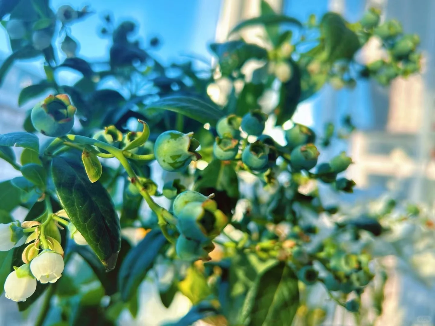 果实的丰收总是让人那么喜悦