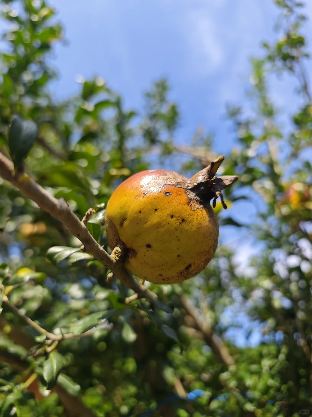 各色水果成熟啦