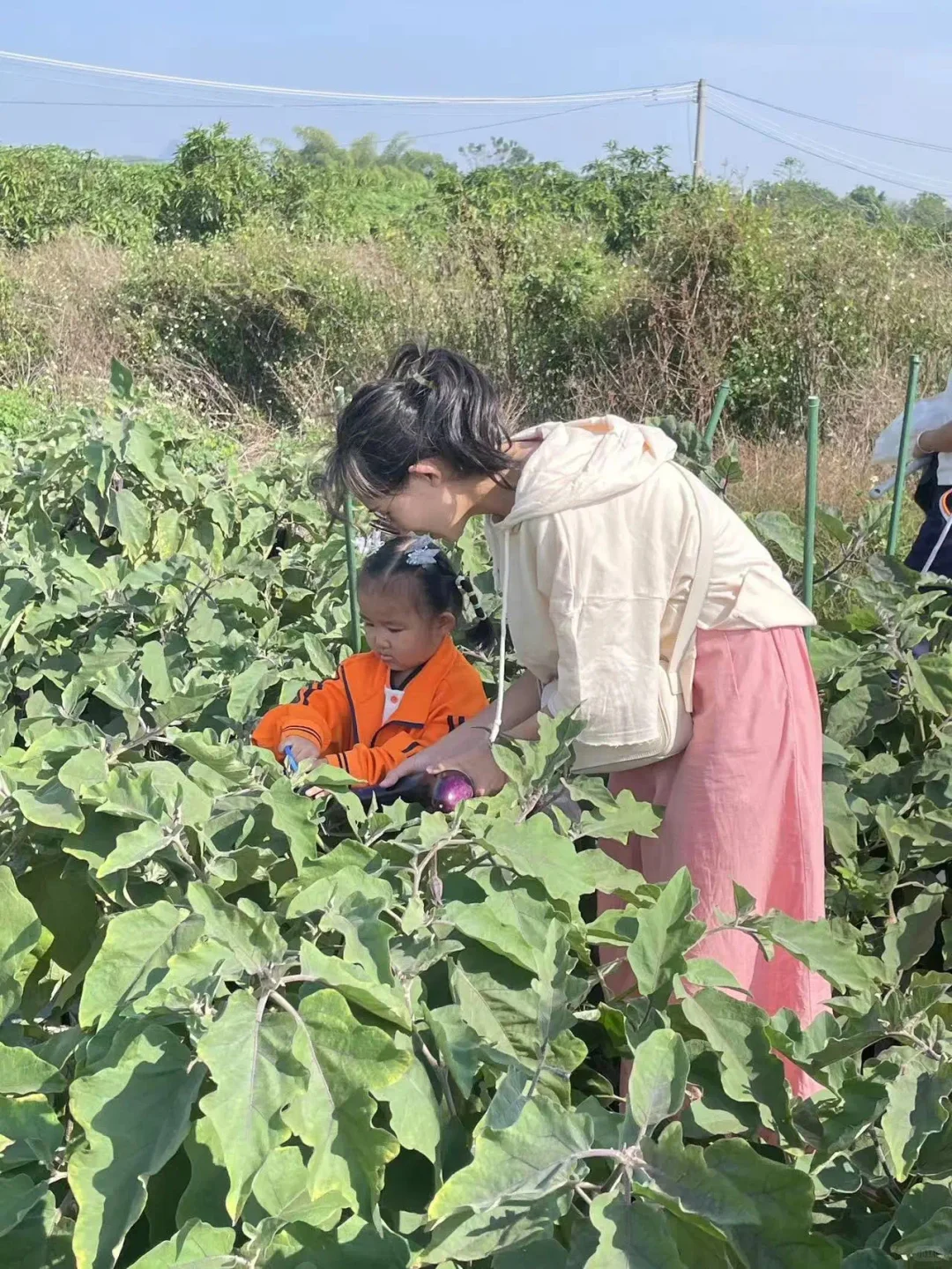 玉林五彩田园果蔬,摘不完,根本摘不完。