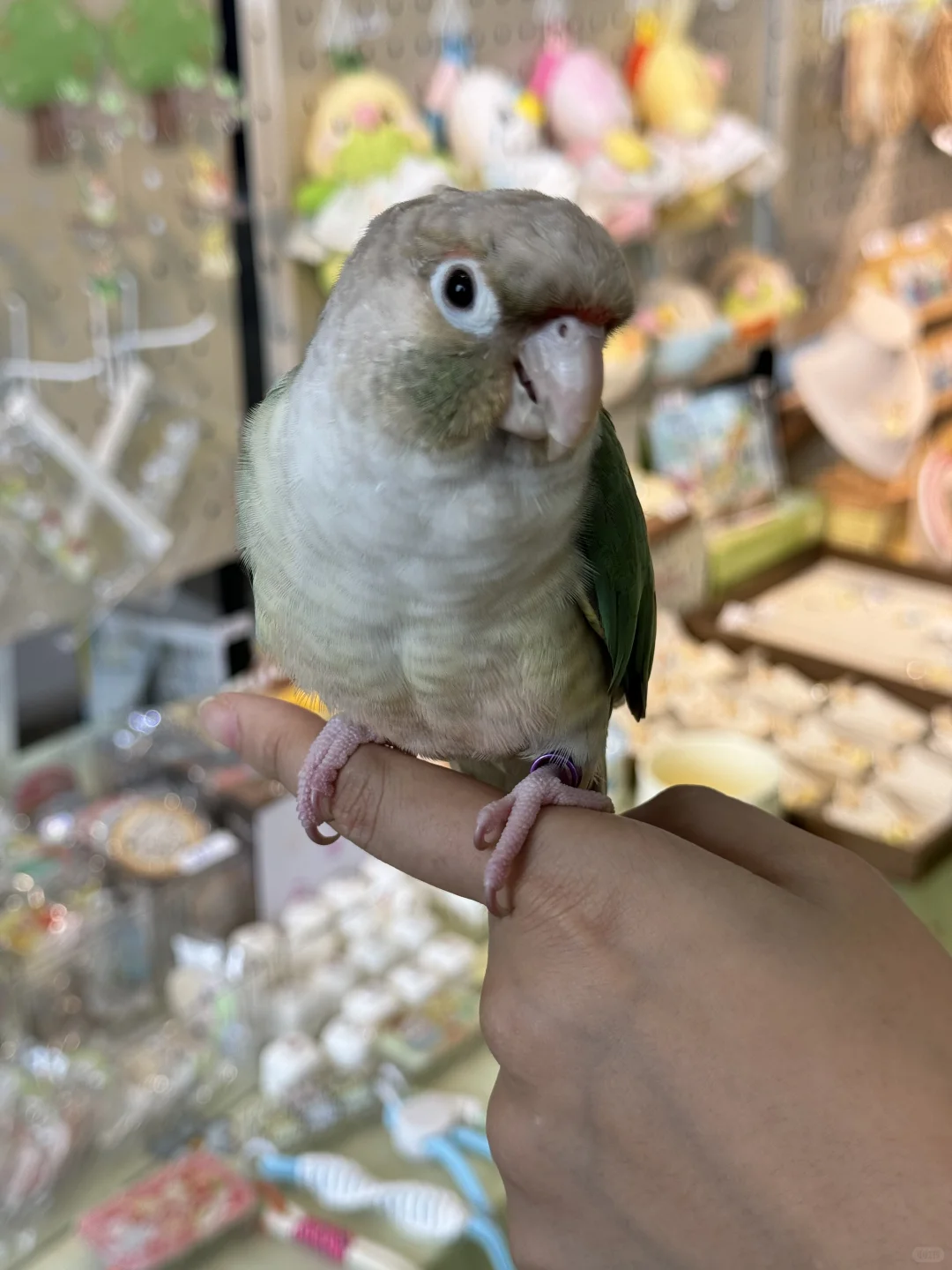 南京宠物博览会｜感谢各位鸟宝们光顾?