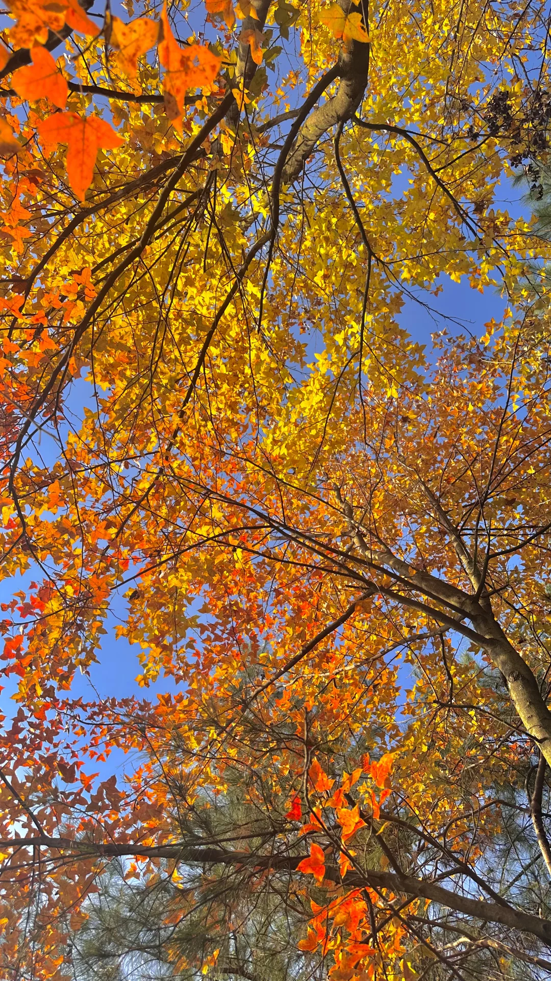 没有捡到菌子忙着看树叶去了?