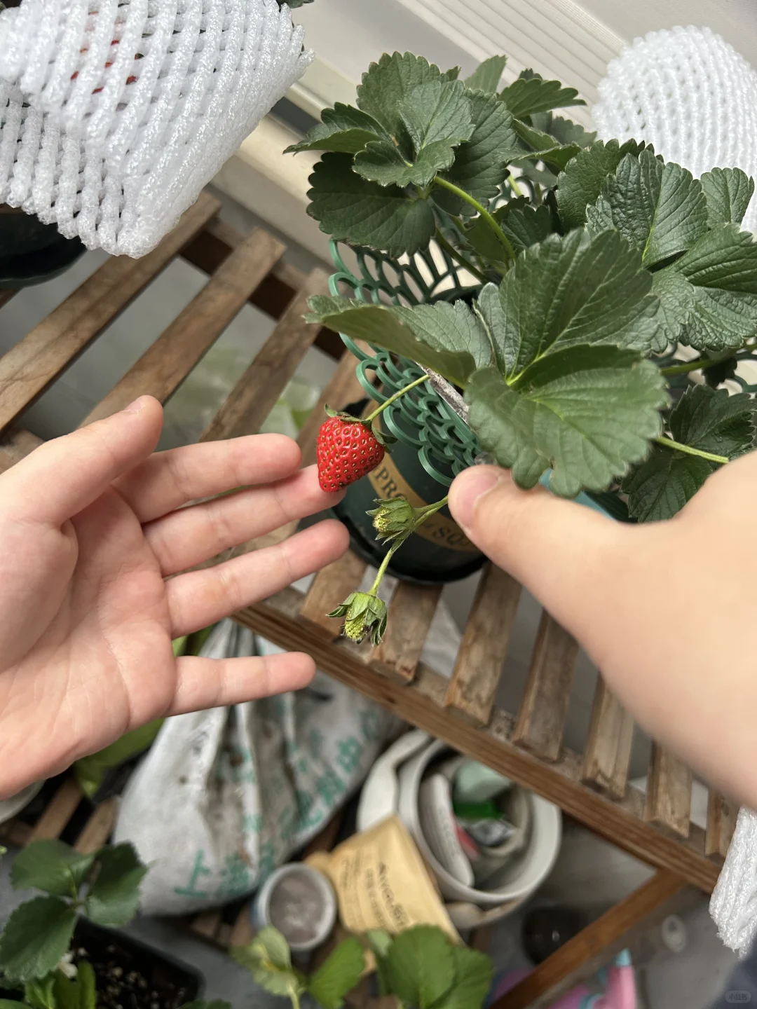 阳台真热闹，在家做果农！