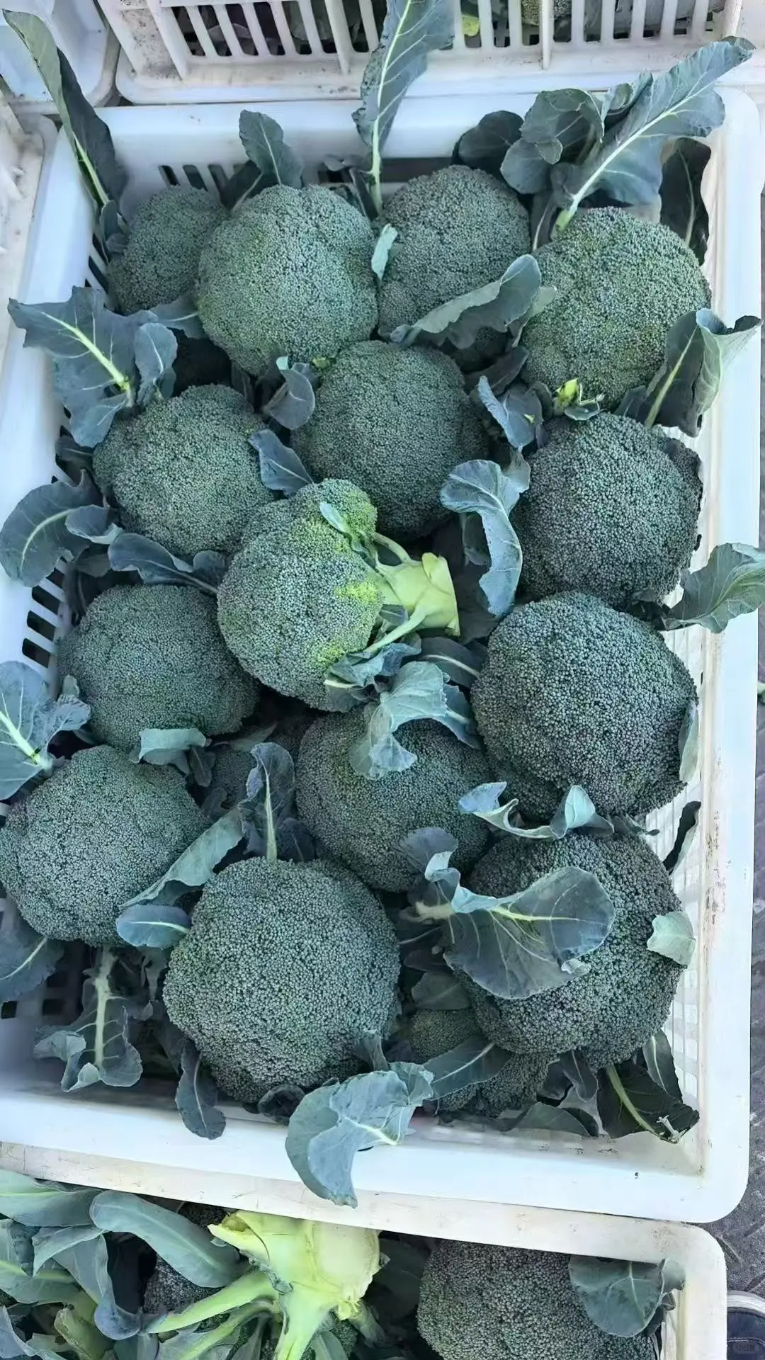 2025年11月14日穗虔优农蔬菜批发价格