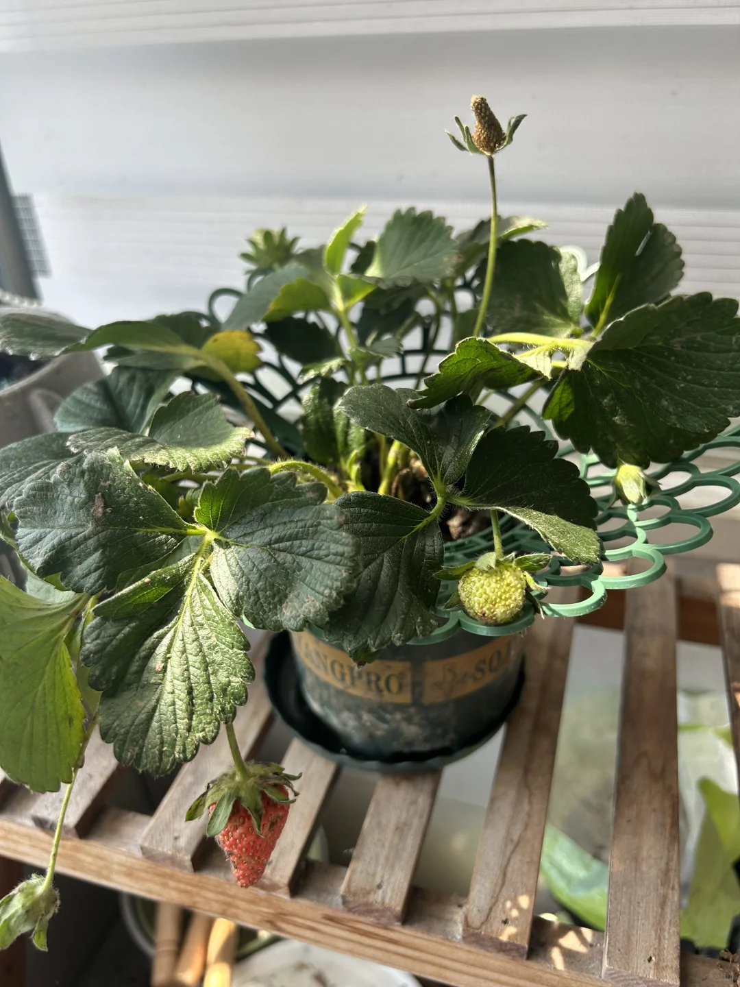 阳台真热闹，在家做果农！