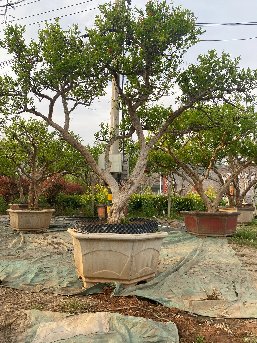 精品大红袍石榴树