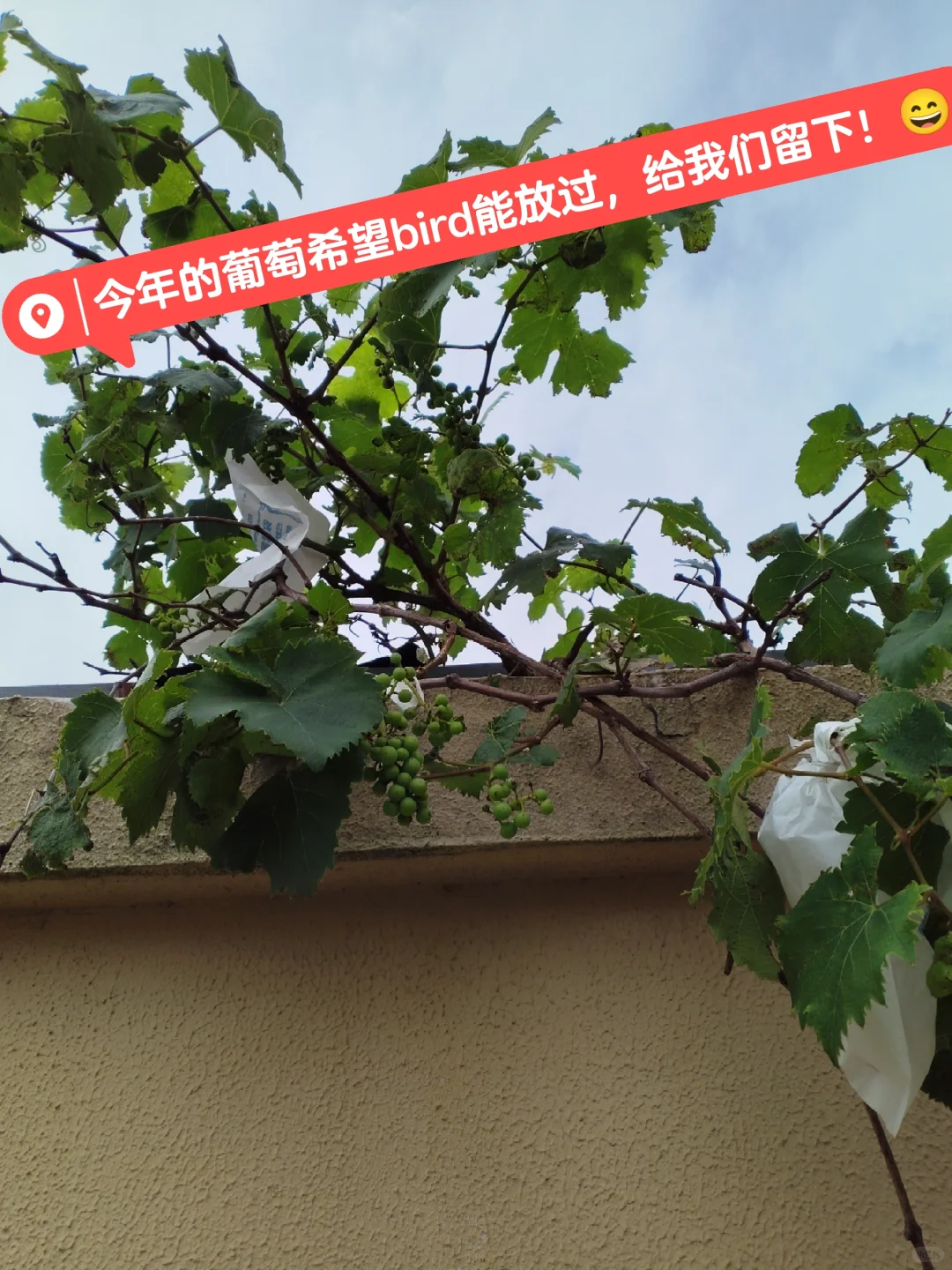 老公种的葡萄又结果啦！