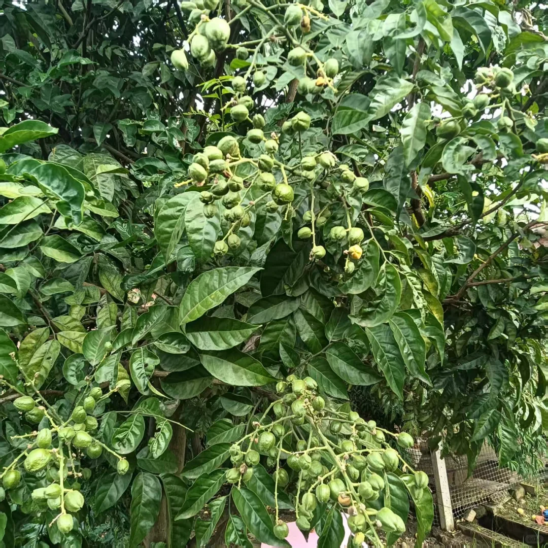 广西真的能种好多水果！！