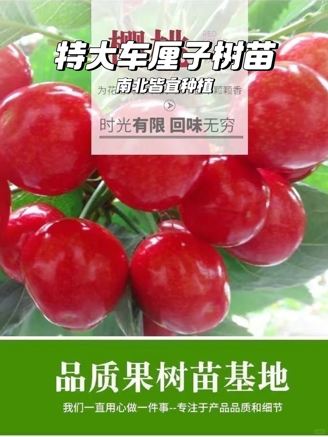 ?栽种樱桃树，享受自然甜蜜?