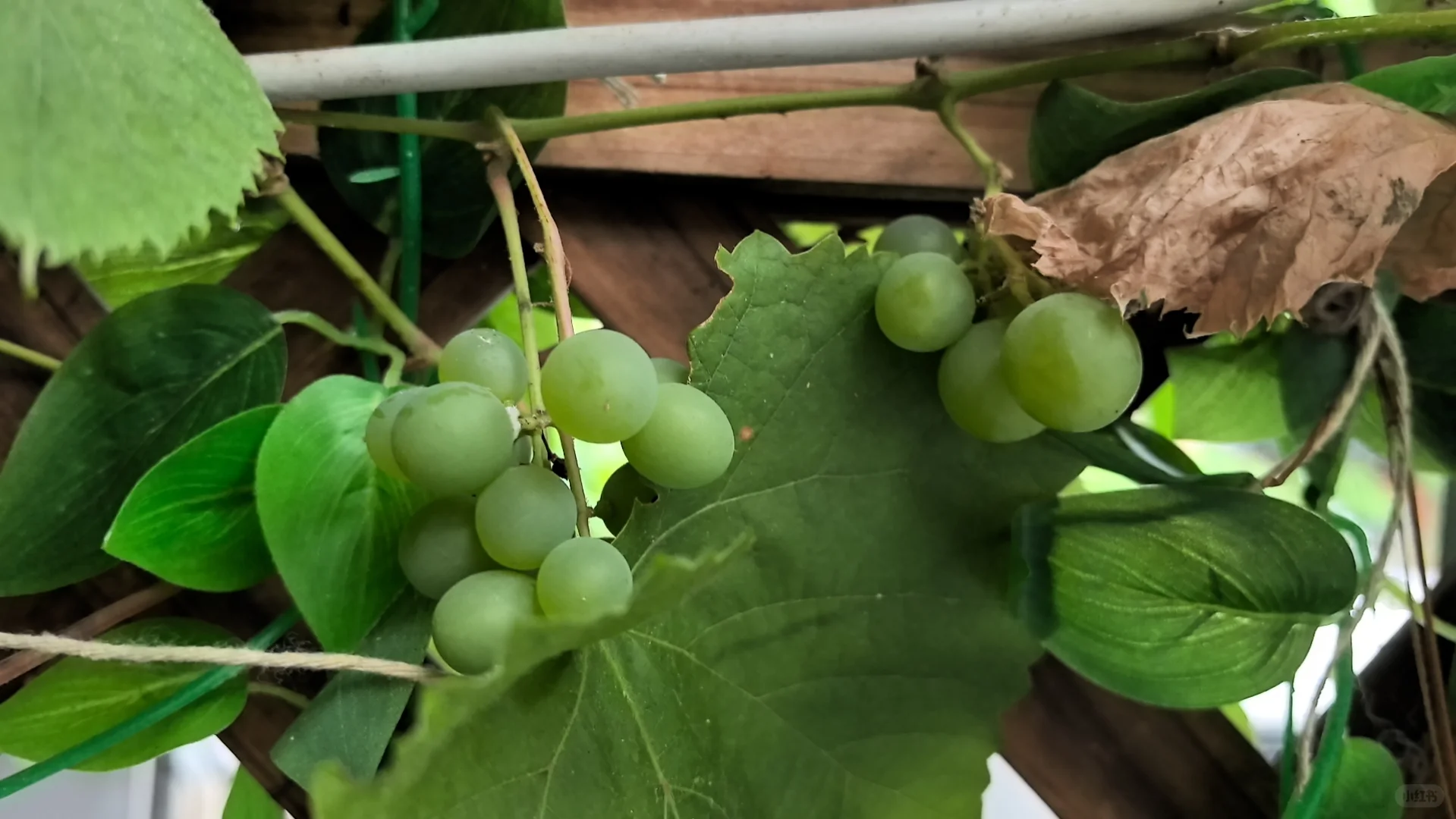 家里的葡萄树太好看了！！！