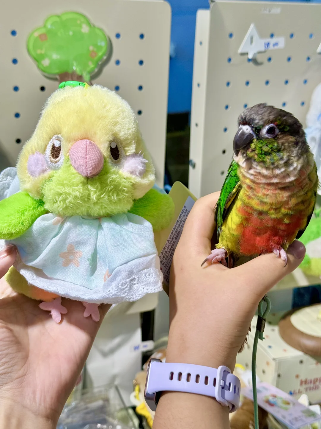 南京宠物博览会｜感谢各位鸟宝们光顾?