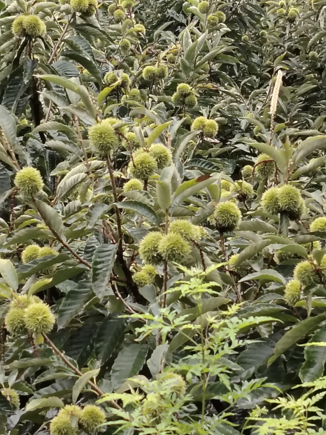 硕果累累的季节